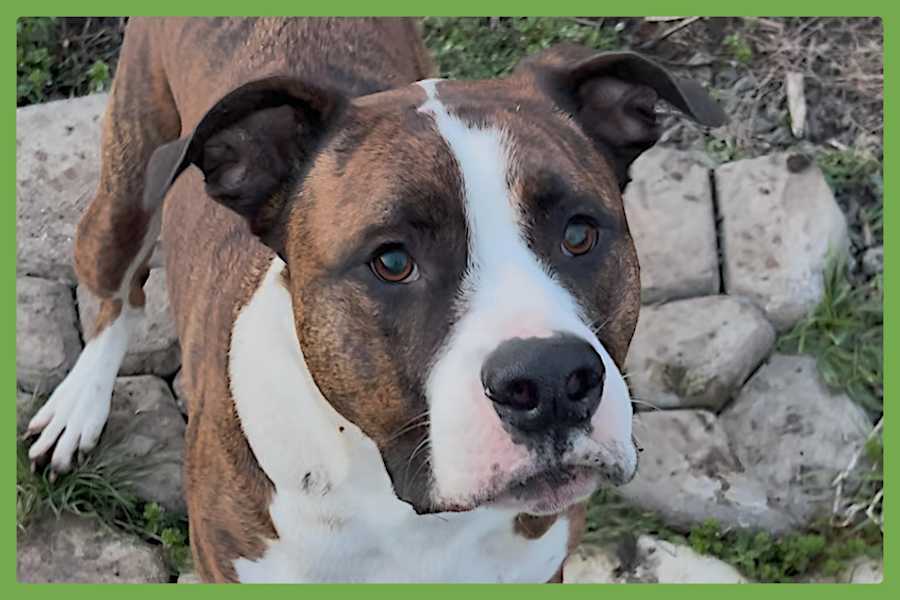 Yuli, Boxer/Mastiff