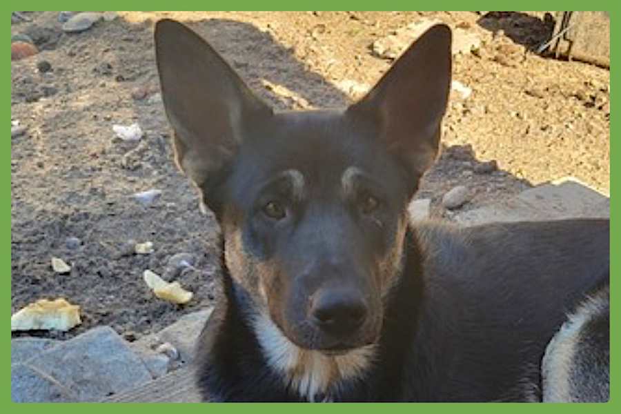 Bronagh, German Shepherd Dog/Siberian Husky