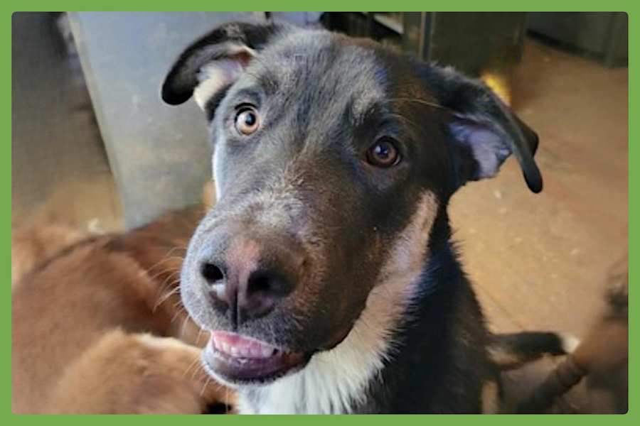 Bradach, German Shepherd Dog/Siberian Husky