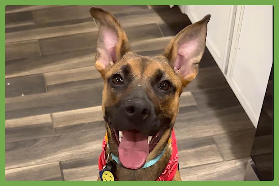 Gigi, German Shepherd Dog/Black Mouth Cur