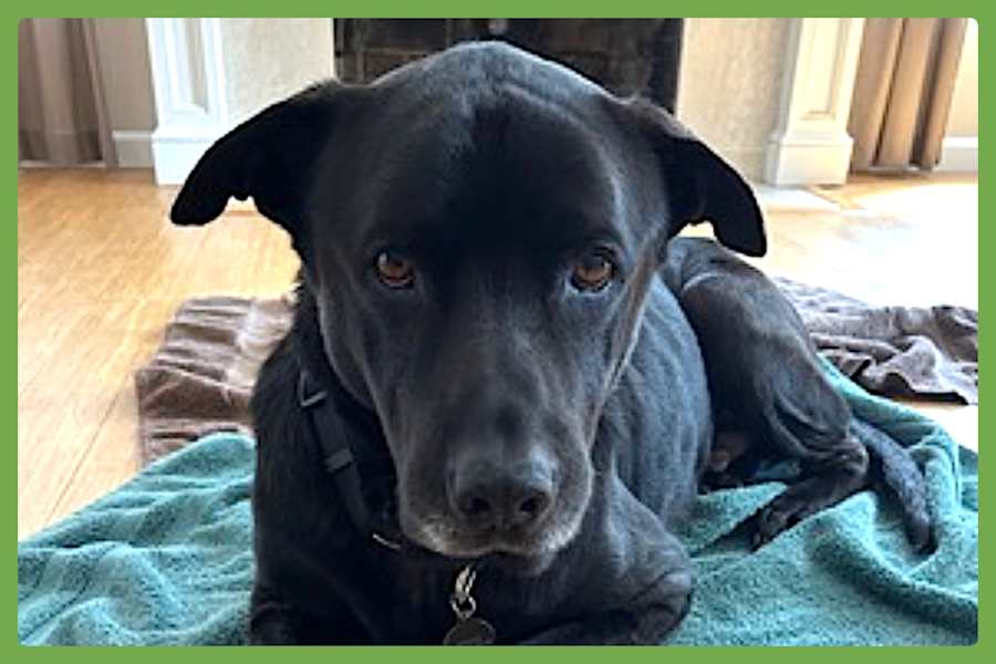 Boogie, Rottweiler/German Shepherd Dog