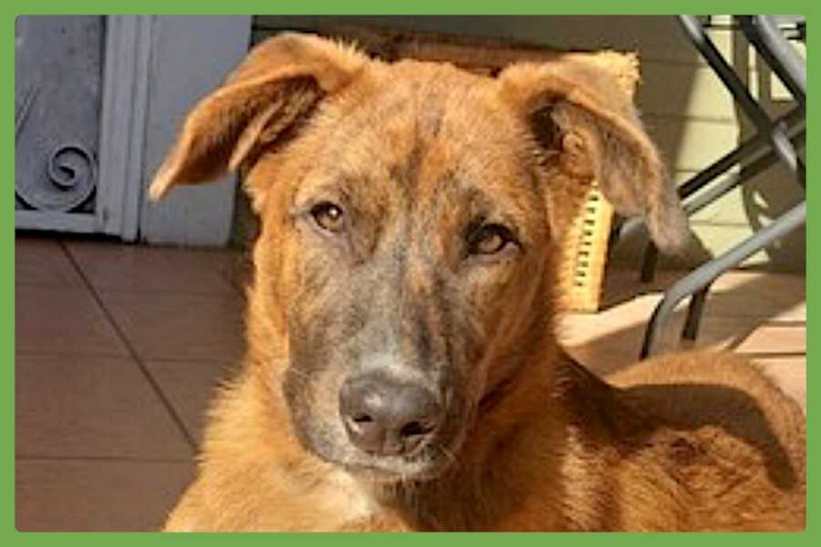 Puppy, Mixed breed