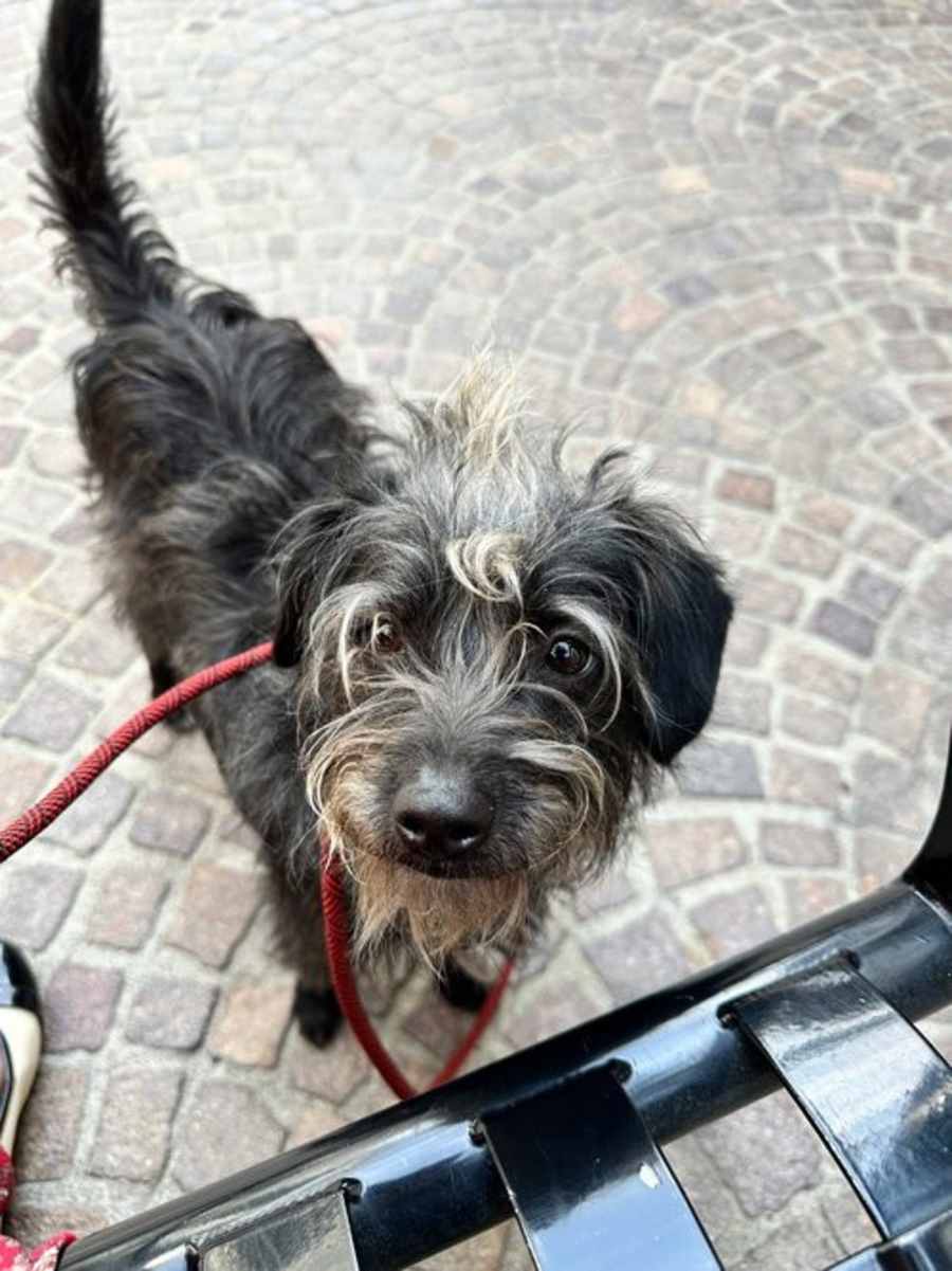 Duke, Mixed breed
