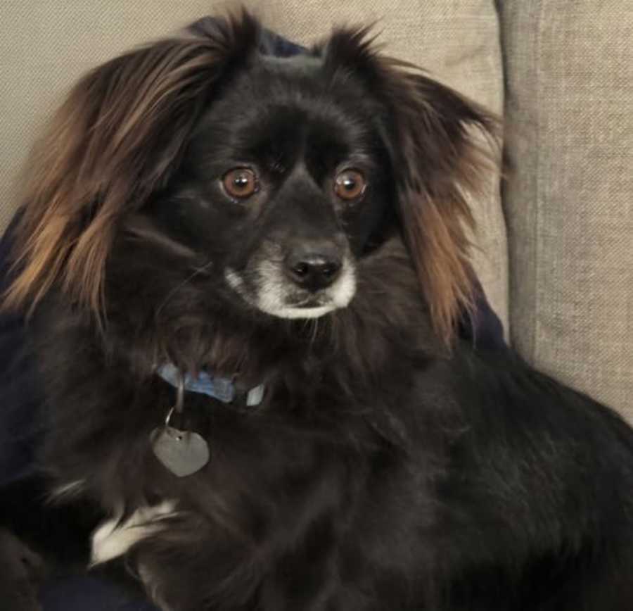 Domino, Pomeranian