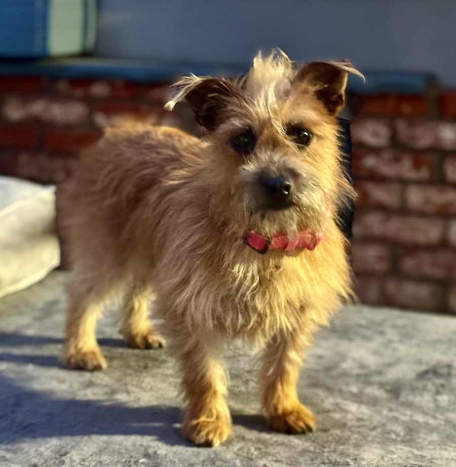 Darla - 11 pounds!