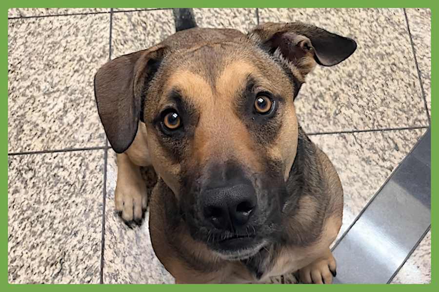 Bear, Mixed breed