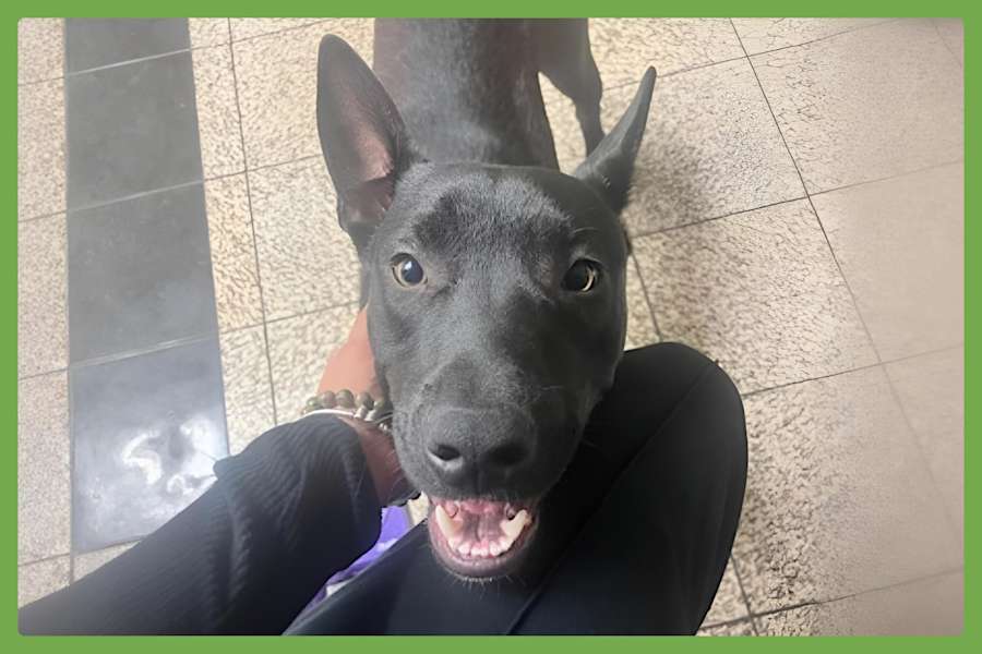 Spike, German Shepherd Dog/Labrador Retriever