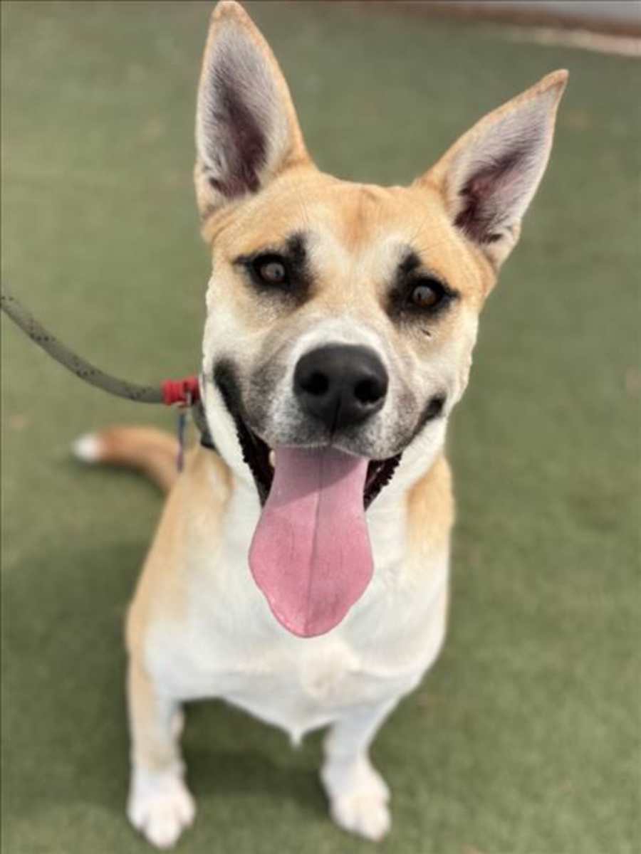 CHADWICK, Jindo