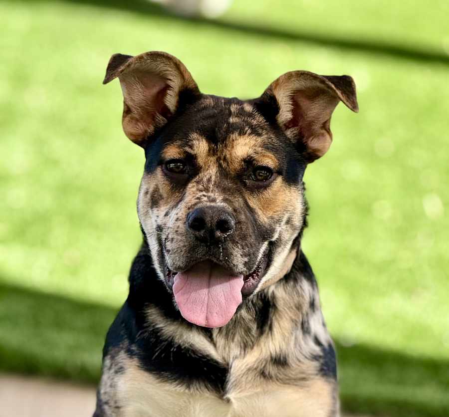 Moose, Mixed breed