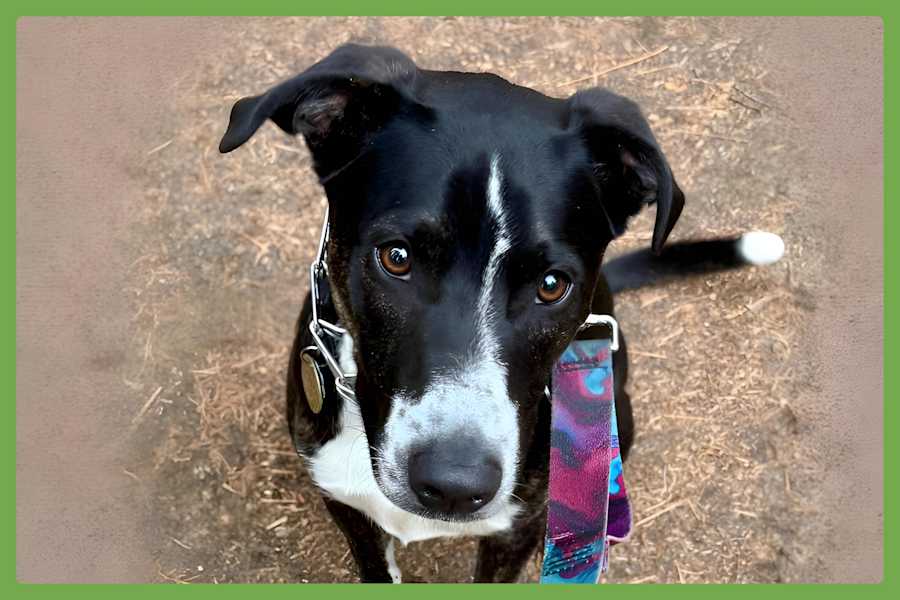 Django, Mixed breed