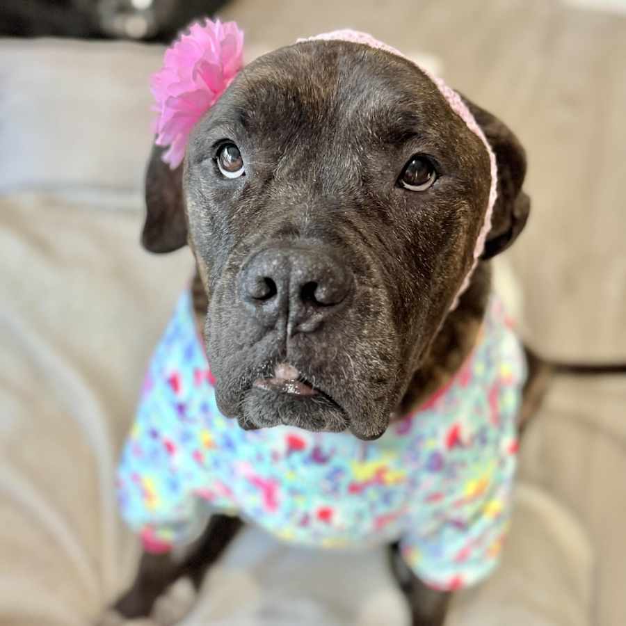 Olive Garden, American Bulldog/Mixed Breed (Medium)