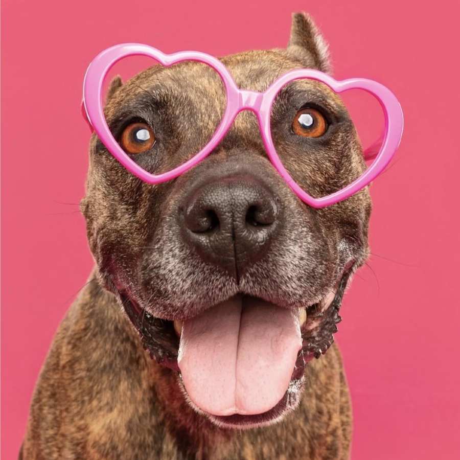 Sweetie, Mixed Breed (Large)/Mixed Breed (Medium)