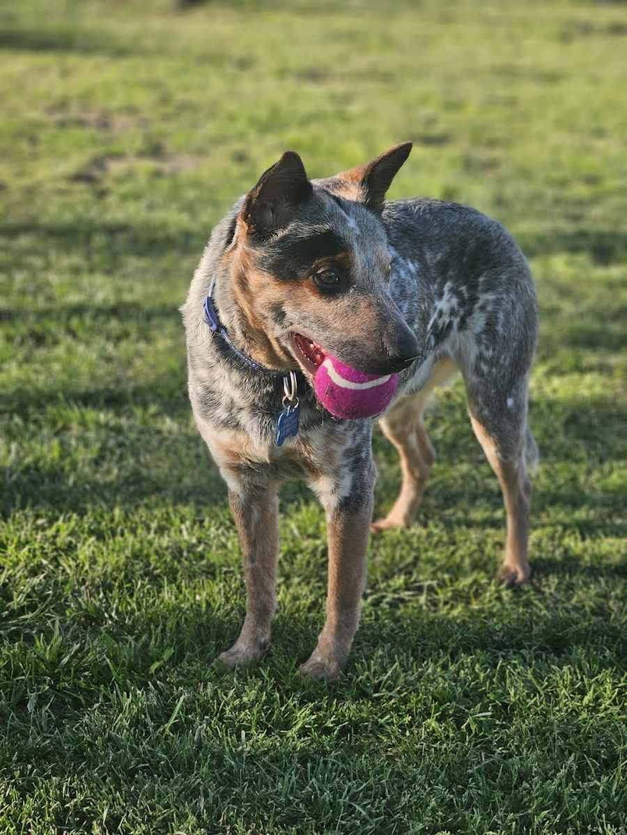 Rooney, Blue Heeler