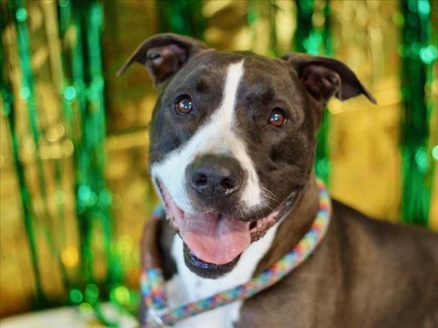 COLBIE, American Pit Bull Terrier
