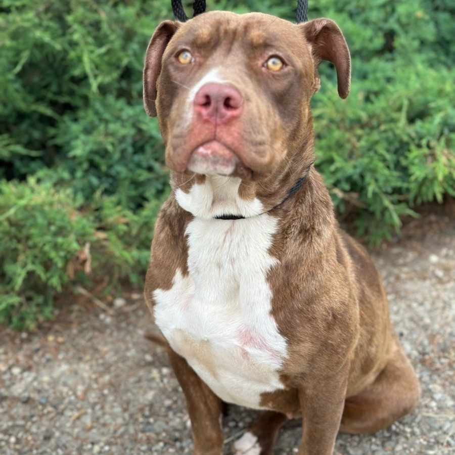 Nova, Staffordshire Bull Terrier