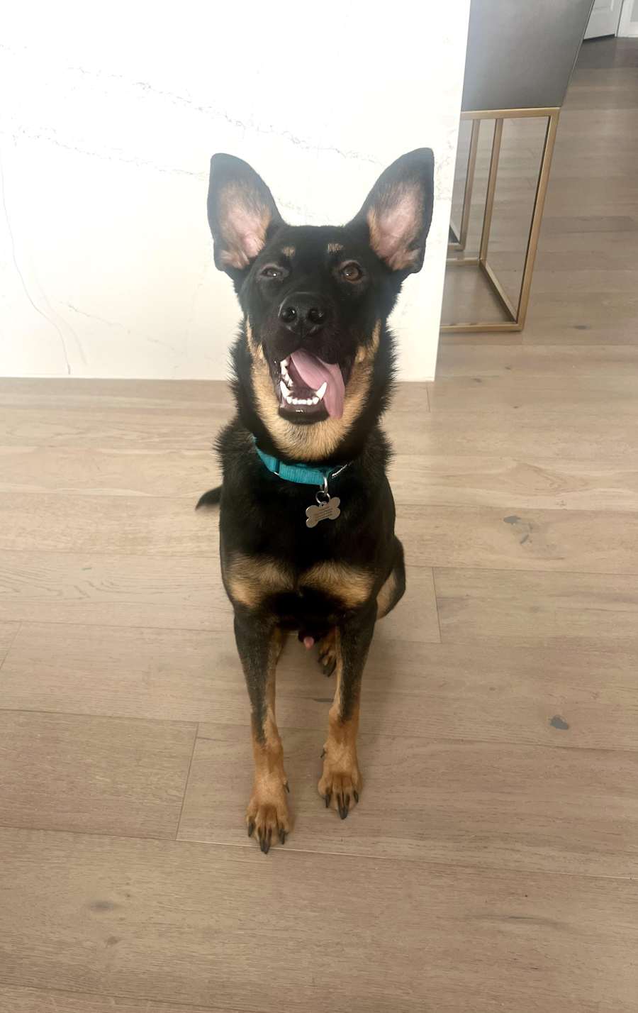 Iggy, German Shepherd Dog