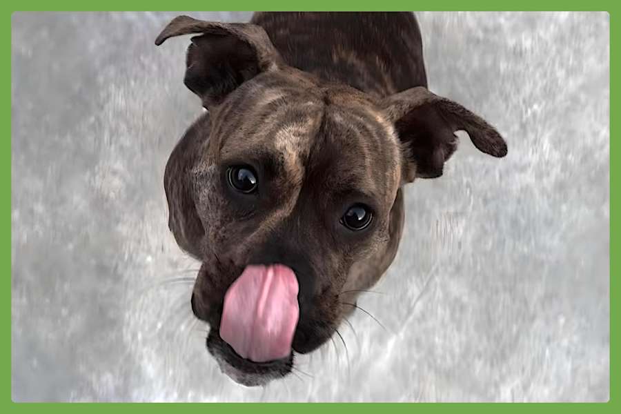 Blu, Boxer/American Pit Bull Terrier
