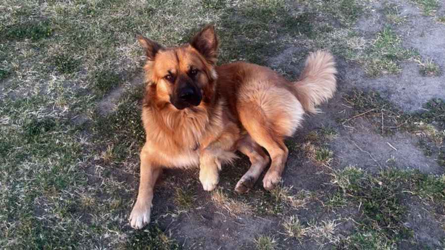 Brutus