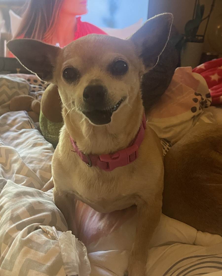 Ethel, Chihuahua