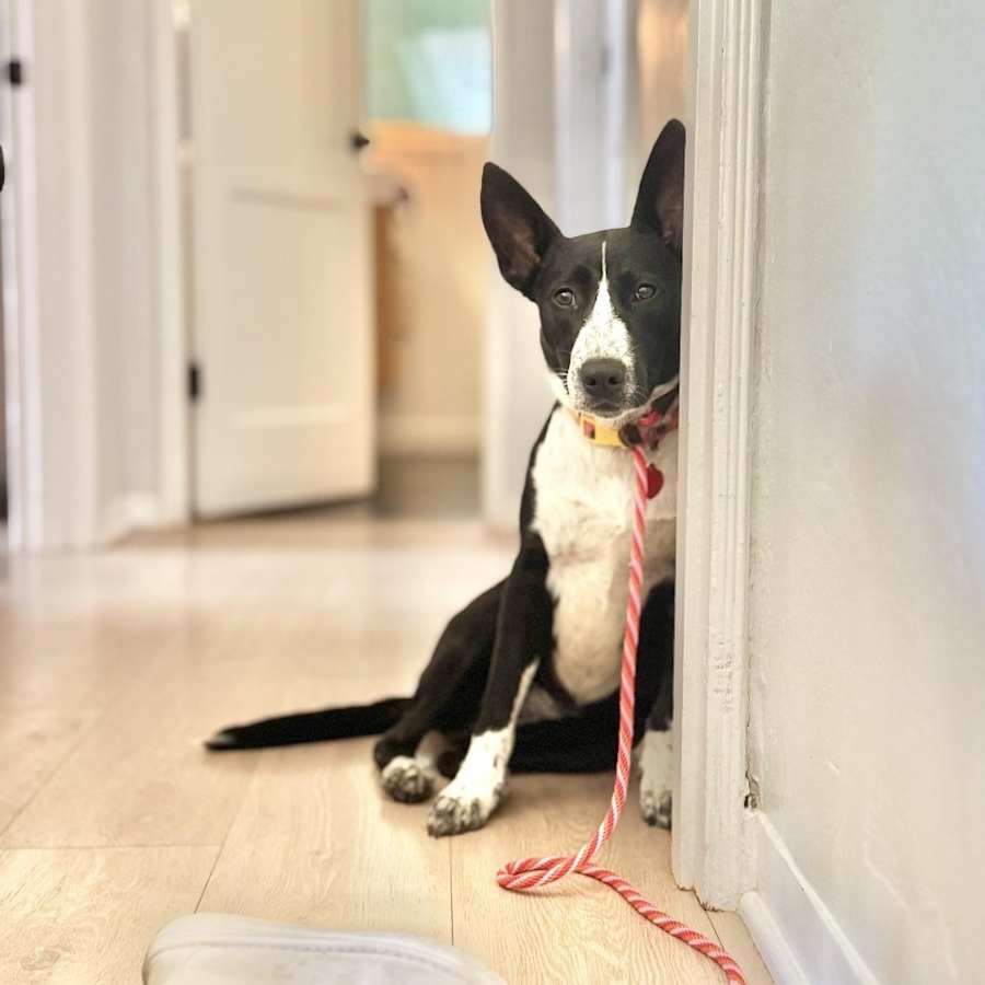Rhoda