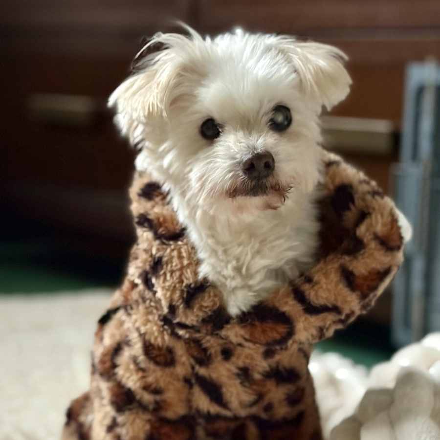 Princess Polka Dot, Maltese/Mixed Breed (Medium)