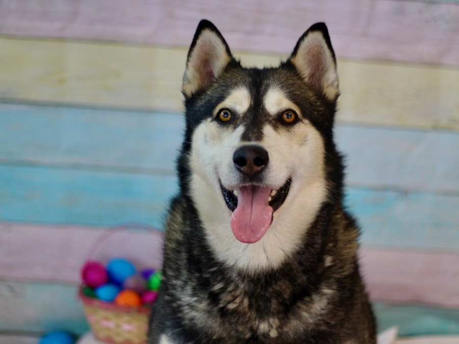 APOLLO, Husky