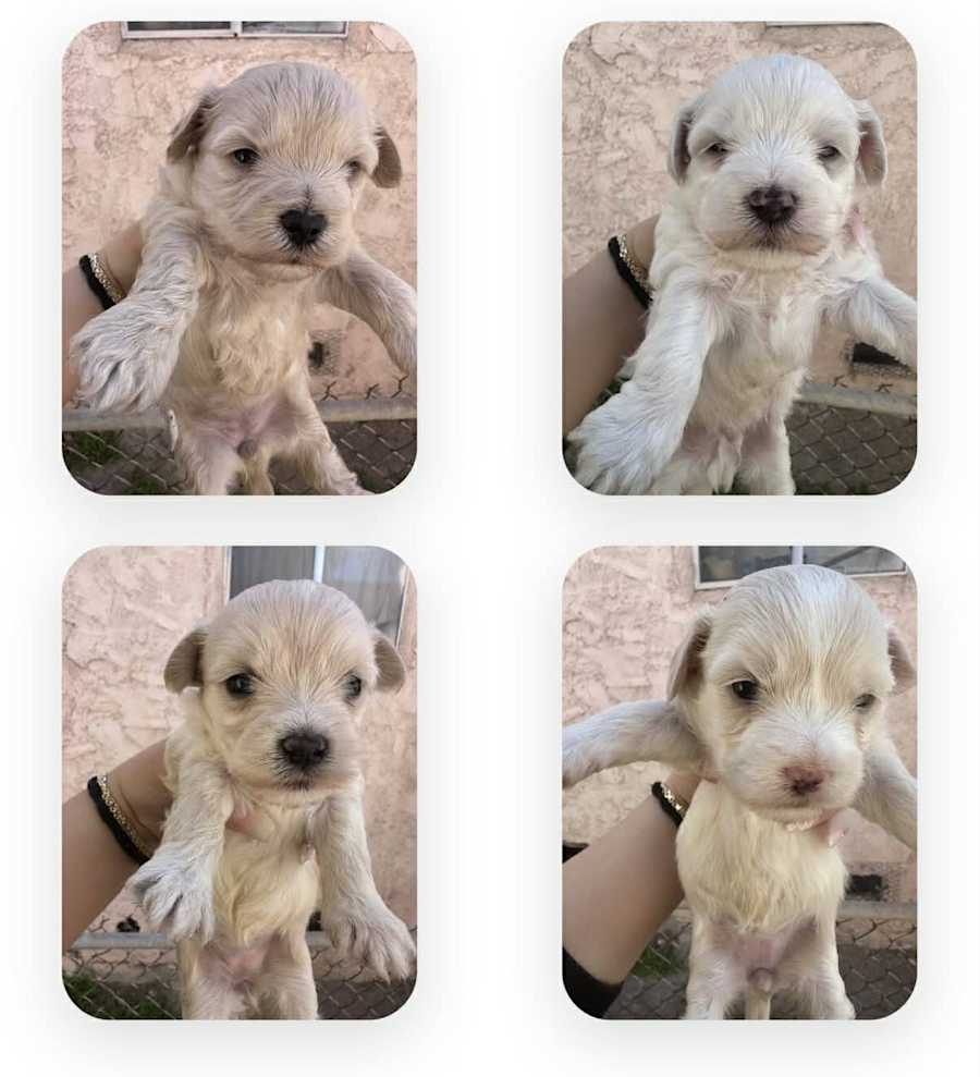 Puppies, Maltese/Poodle (Standard)