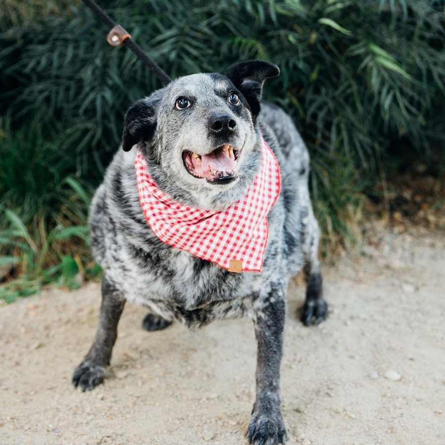 Big Girl Gerti (Gertrude) - good w/ dogs, cats, kids, Australian Cattle Dog