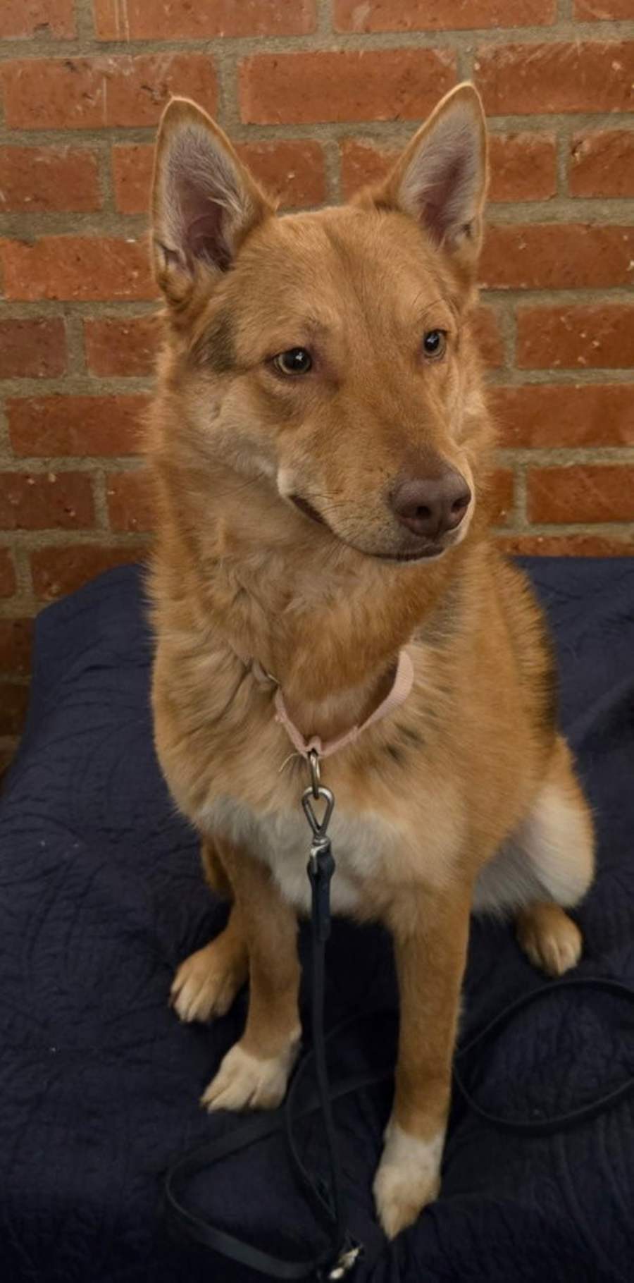Midge, German Shepherd Dog