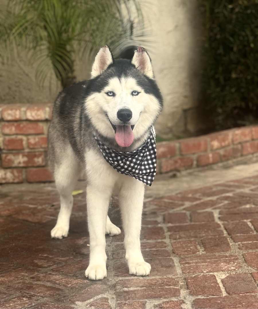 Hamilton - Loves Swimming, Husky