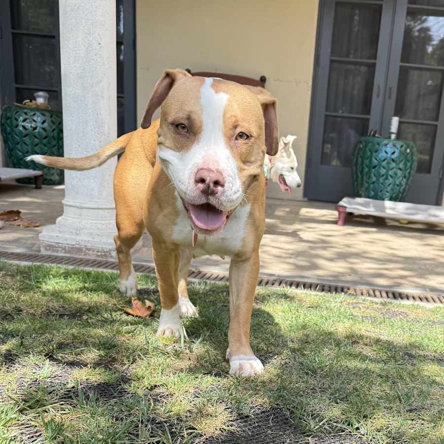 Cricket - is a shy angel who loves dogs and cats and kids, Mixed Breed (Medium)/Mixed Breed (Medium)
