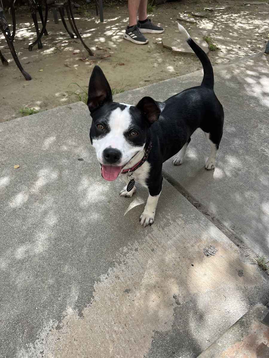 Matilda, Pit Bull Terrier/Mutt