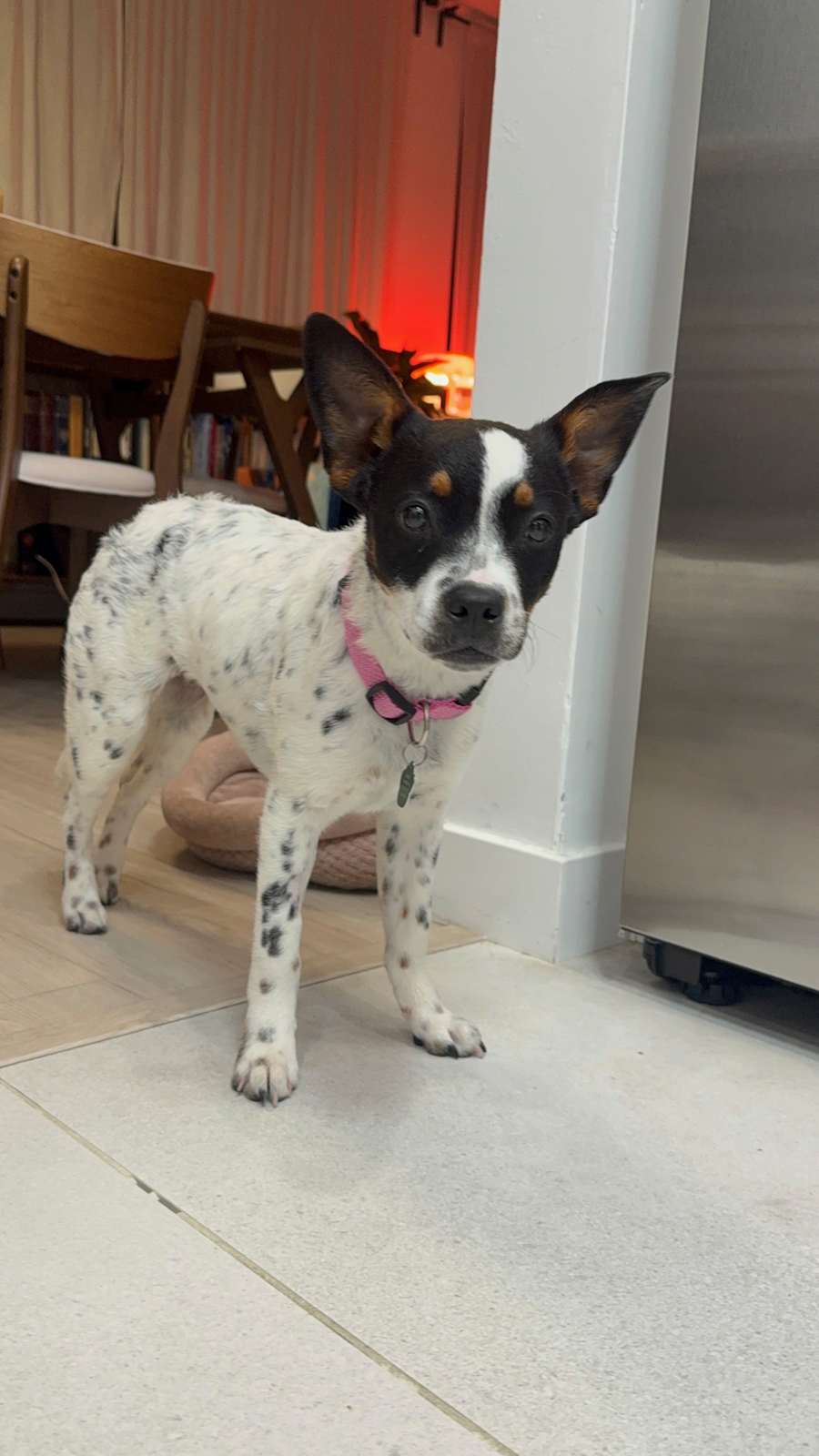 Bandit Queen, Cattle Dog