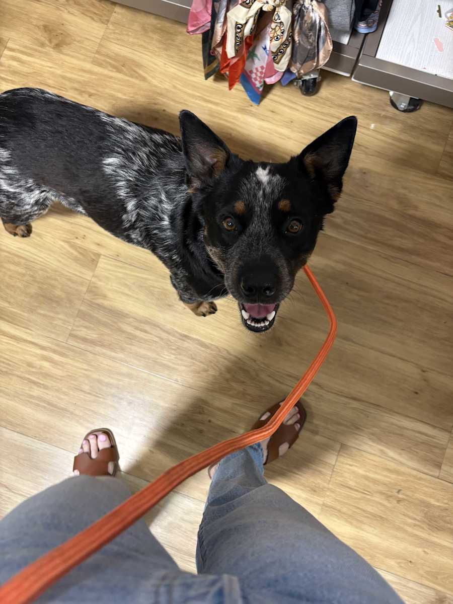 Ryder, Australian Cattle Dog
