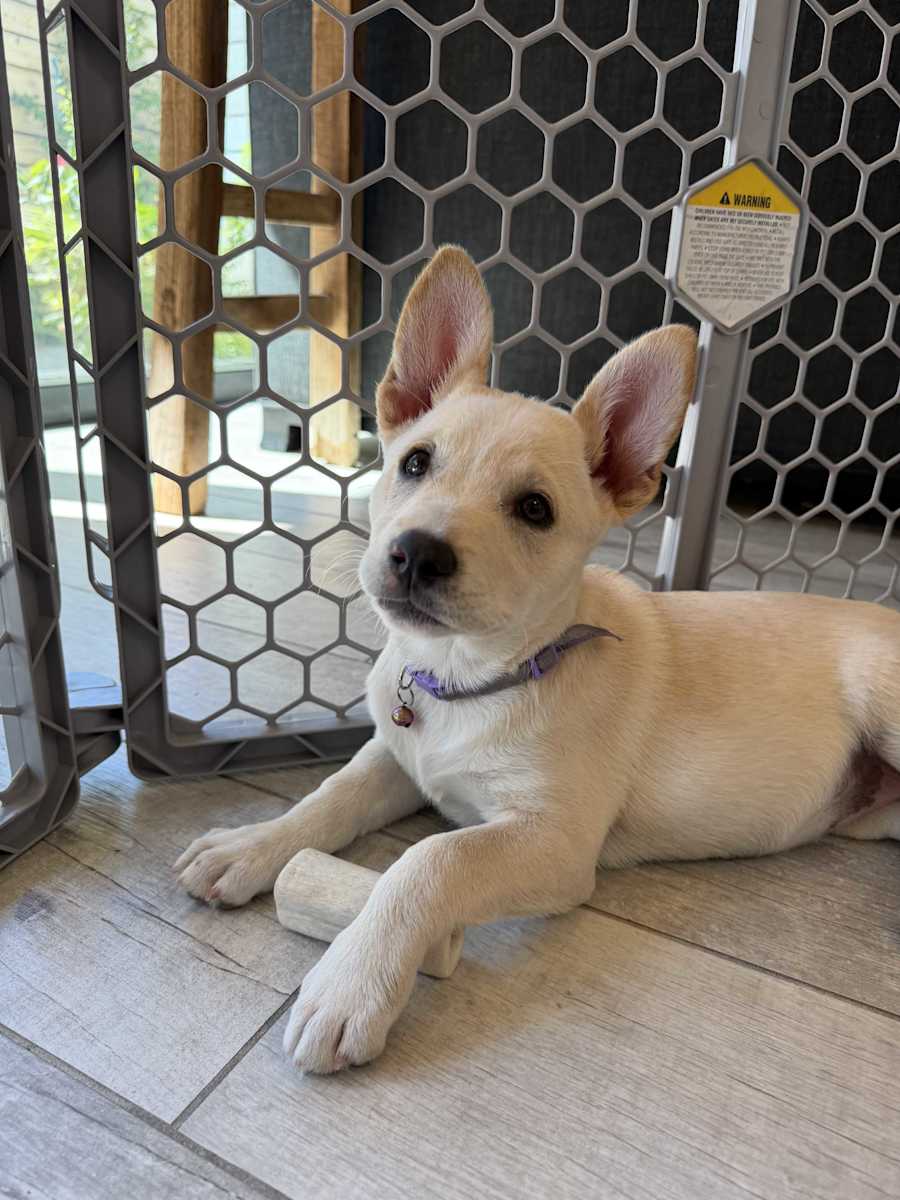 Penelope, Pit Bull Terrier/Mutt