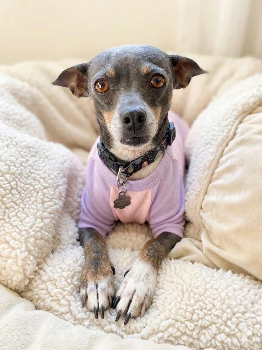 Nala, Chihuahua/Italian Greyhound