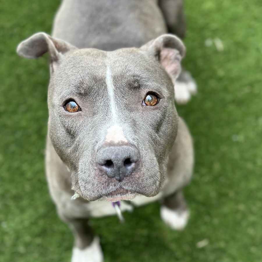 Cheerilee, American Pit Bull Terrier