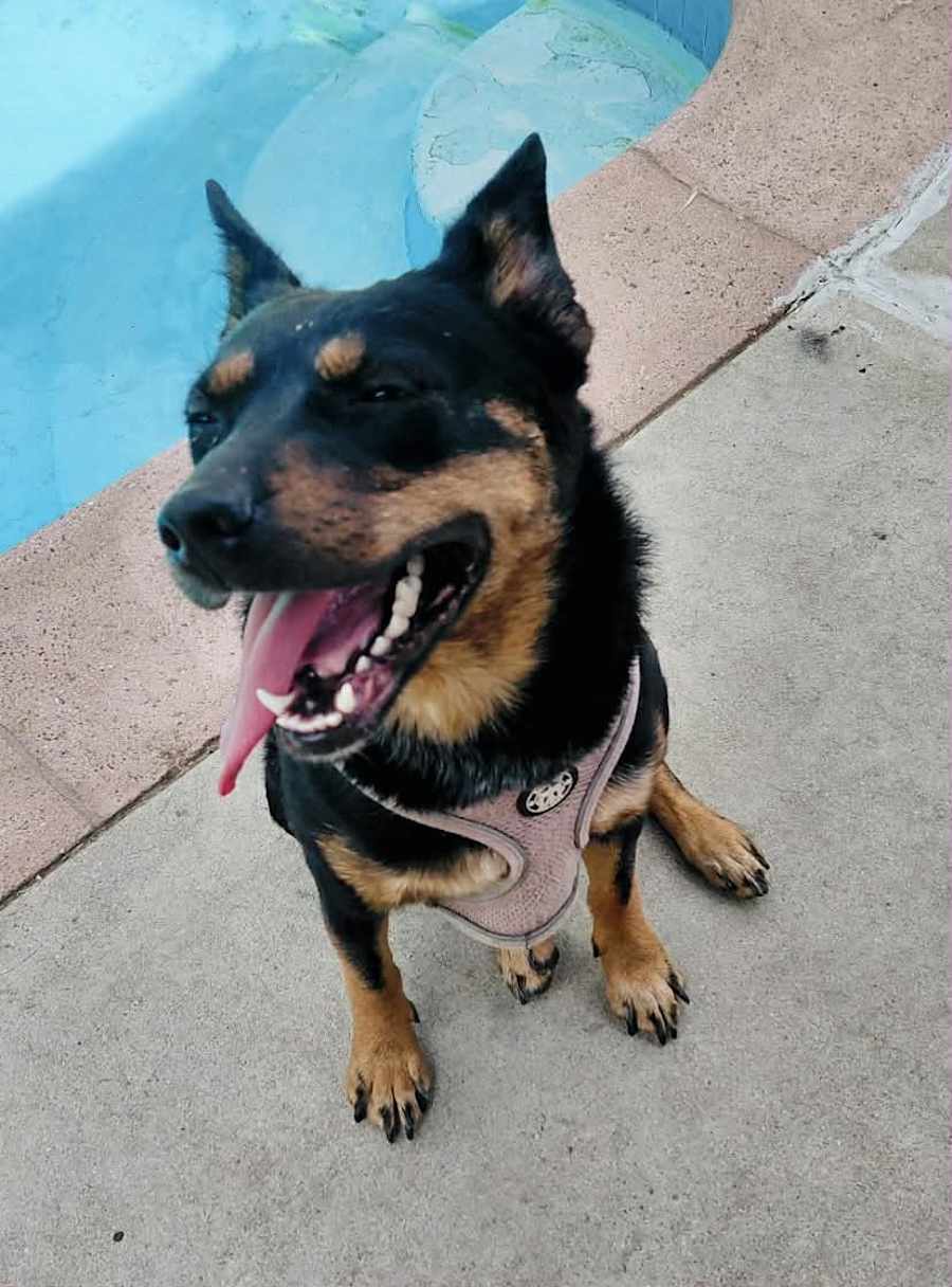 Bowie, Australian Cattle Dog