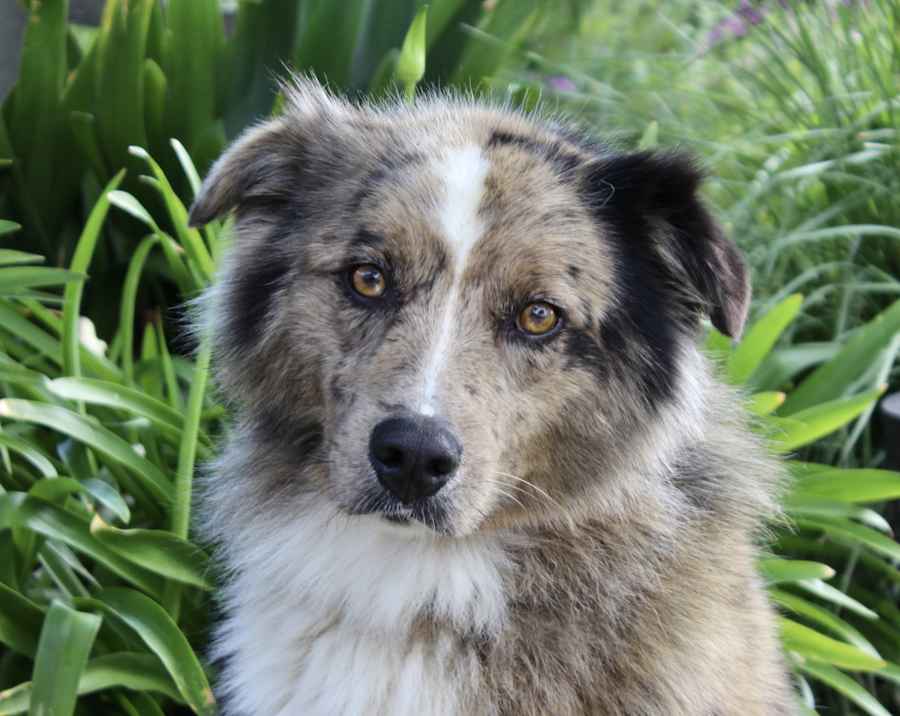 Twister - Merle Coat