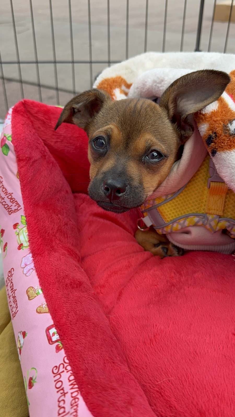 Roo, Chihuahua