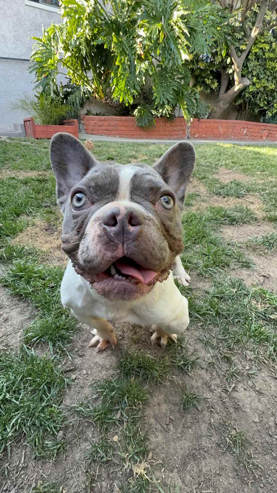 Pumpkin, French Bulldog