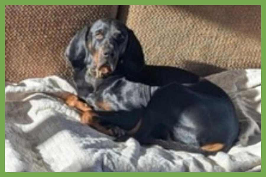 Koa, Black and Tan Coonhound/Coonhound