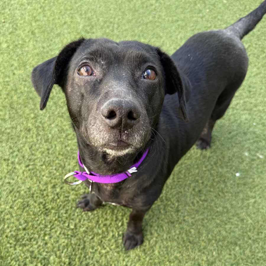 Tasi, Mixed Breed (Medium)
