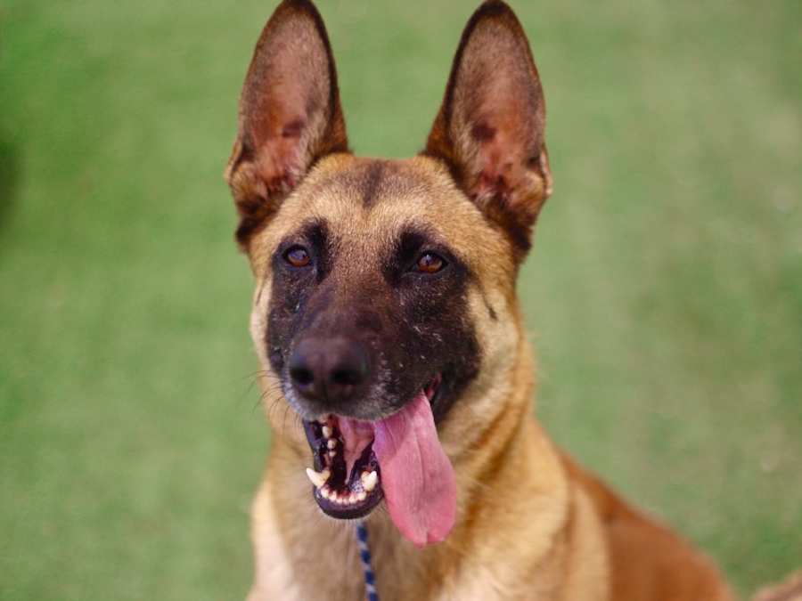 STAR, German Shepherd Dog/Belgian Malinois