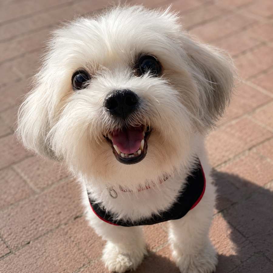 Datoa, Shih Poo