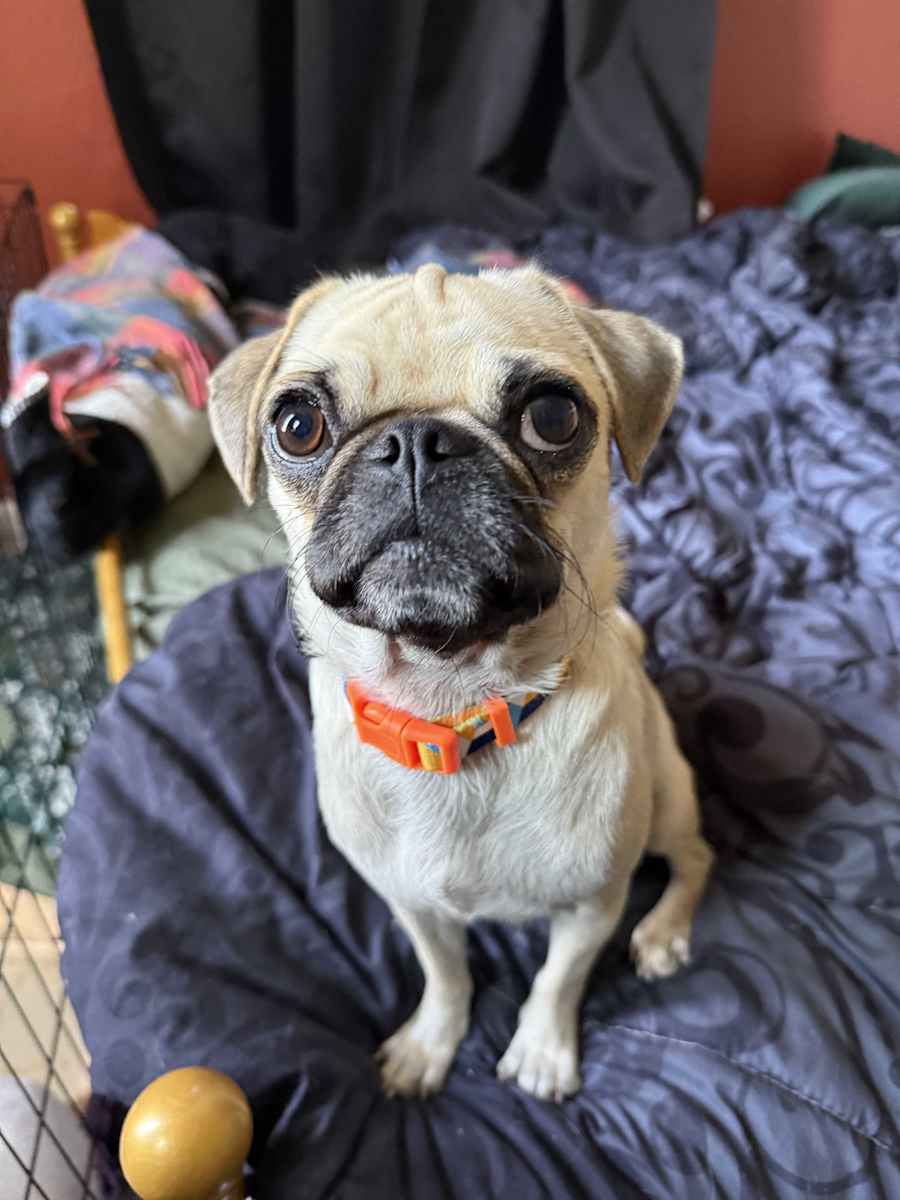 Polly, Pug
