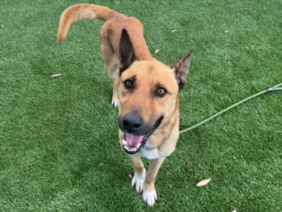 CHUCK, German Shepherd Dog