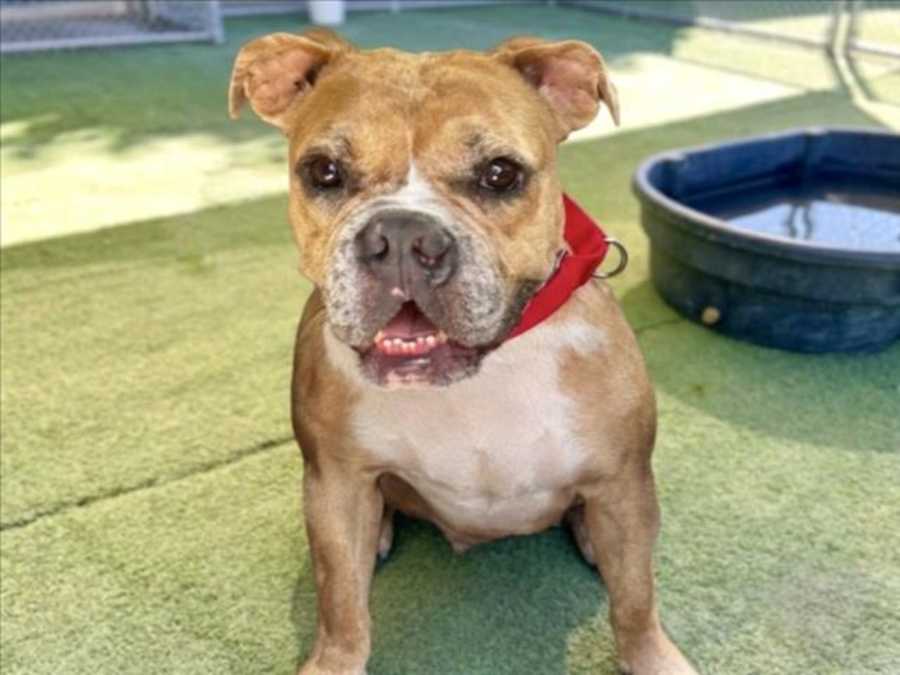 ANGEL, American Bulldog