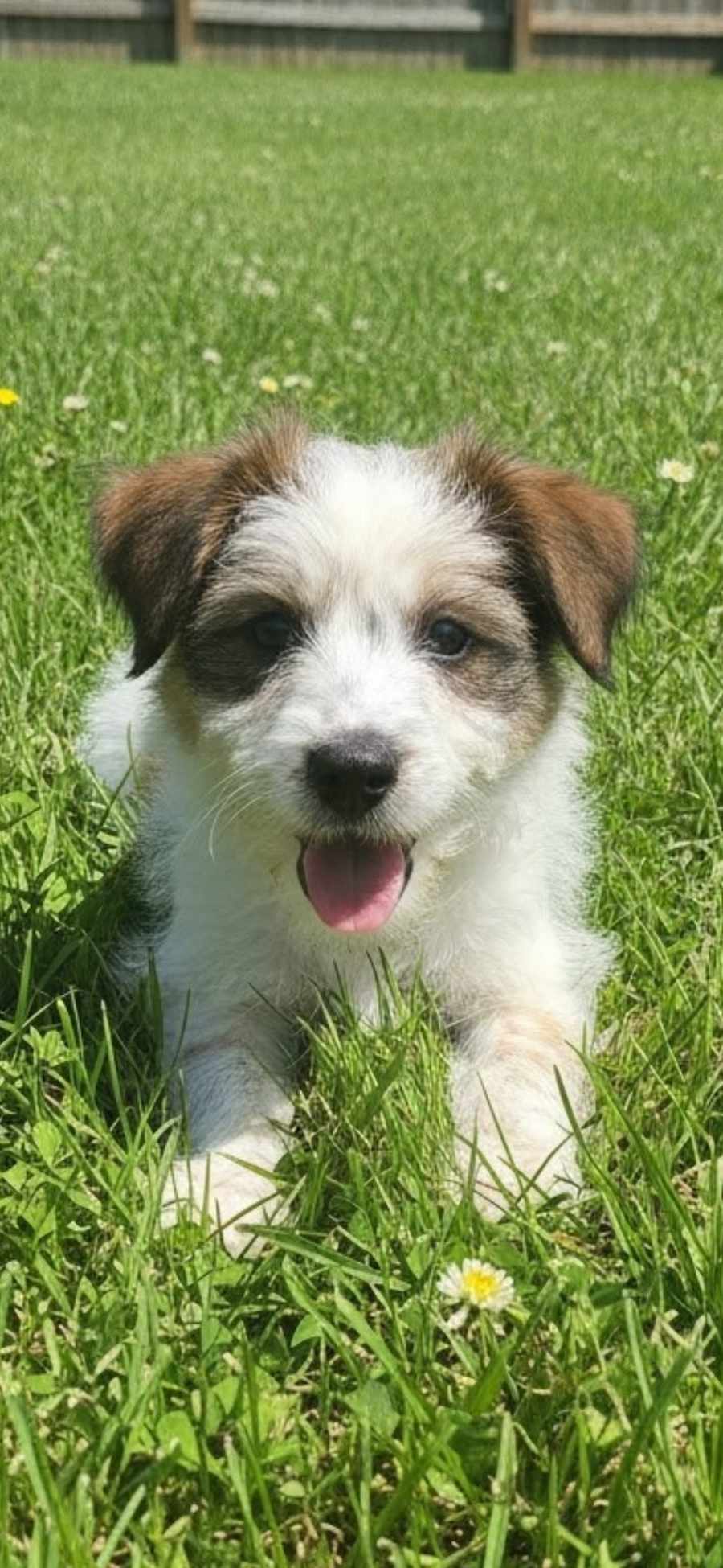 Moxi, Australian Cattle Dog/Podengo Portugueso