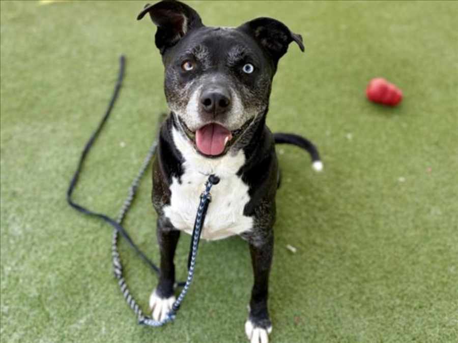 ZOMBIE, American Pit Bull Terrier